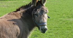 Donkey