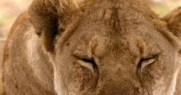 Leonas