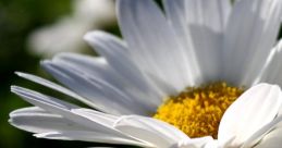 Daisy