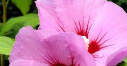 Althea
