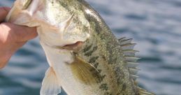 Bass
