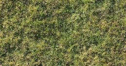 Grass