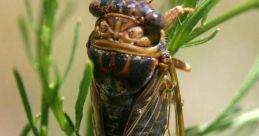 Cicadas