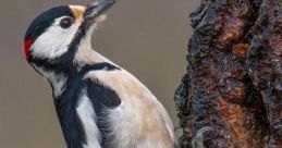 Woodpecker