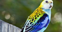 Palebirds