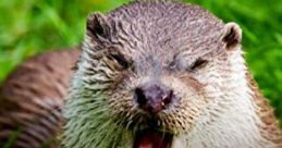 Wildlife