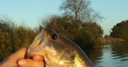 Nice-Bass