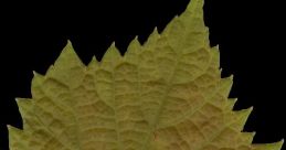 Leaf