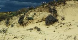 Donana