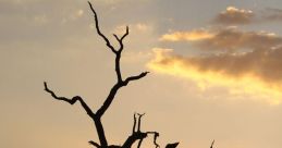 Bushveld