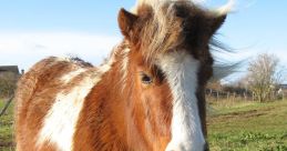 Pony
