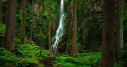 Blackforest