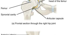 Hip