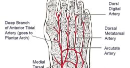 Foot