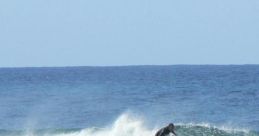 Surf