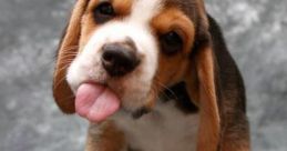 Beagle