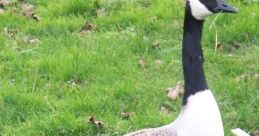 Goose