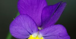 Viola
