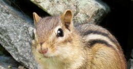 Chipmunk
