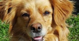 Dogs