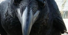Crow