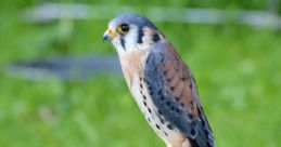 Oiseau