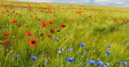 Field