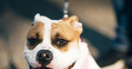 Bulldog