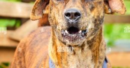 Barking