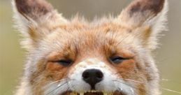 Yawn