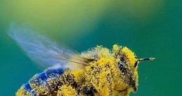 Bees