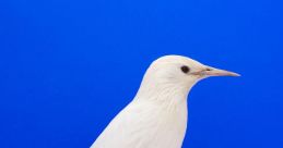 Birds,
