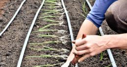Planting