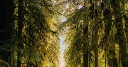 Woods