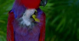 Parrot