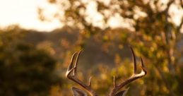 Buck
