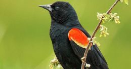 Blackbird