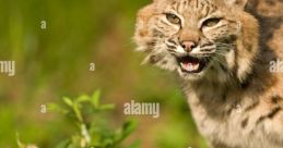 Bobcat