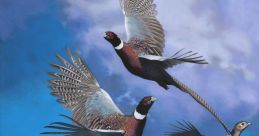 Pheasant