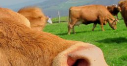 Cows
