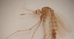 Culicidae