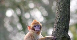 Monkey
