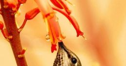 Humming