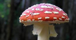 Mushroom