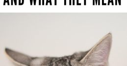 Kitty