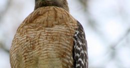 Hawk