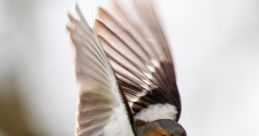 Chaffinch