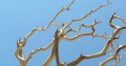 Branches
