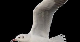 Seagull