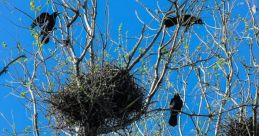 Nest